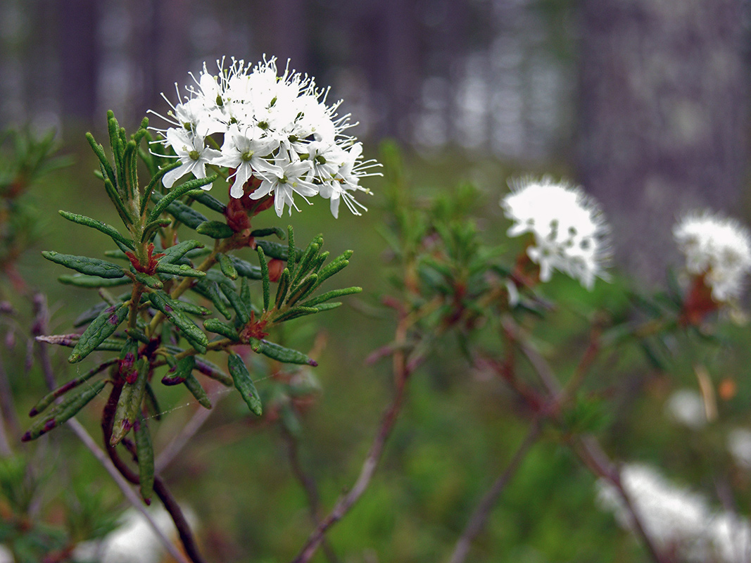 Багульник листья. Болотная трава лабрадора / Rhododendron tomentosum / Ledum palustre Health Embassy.