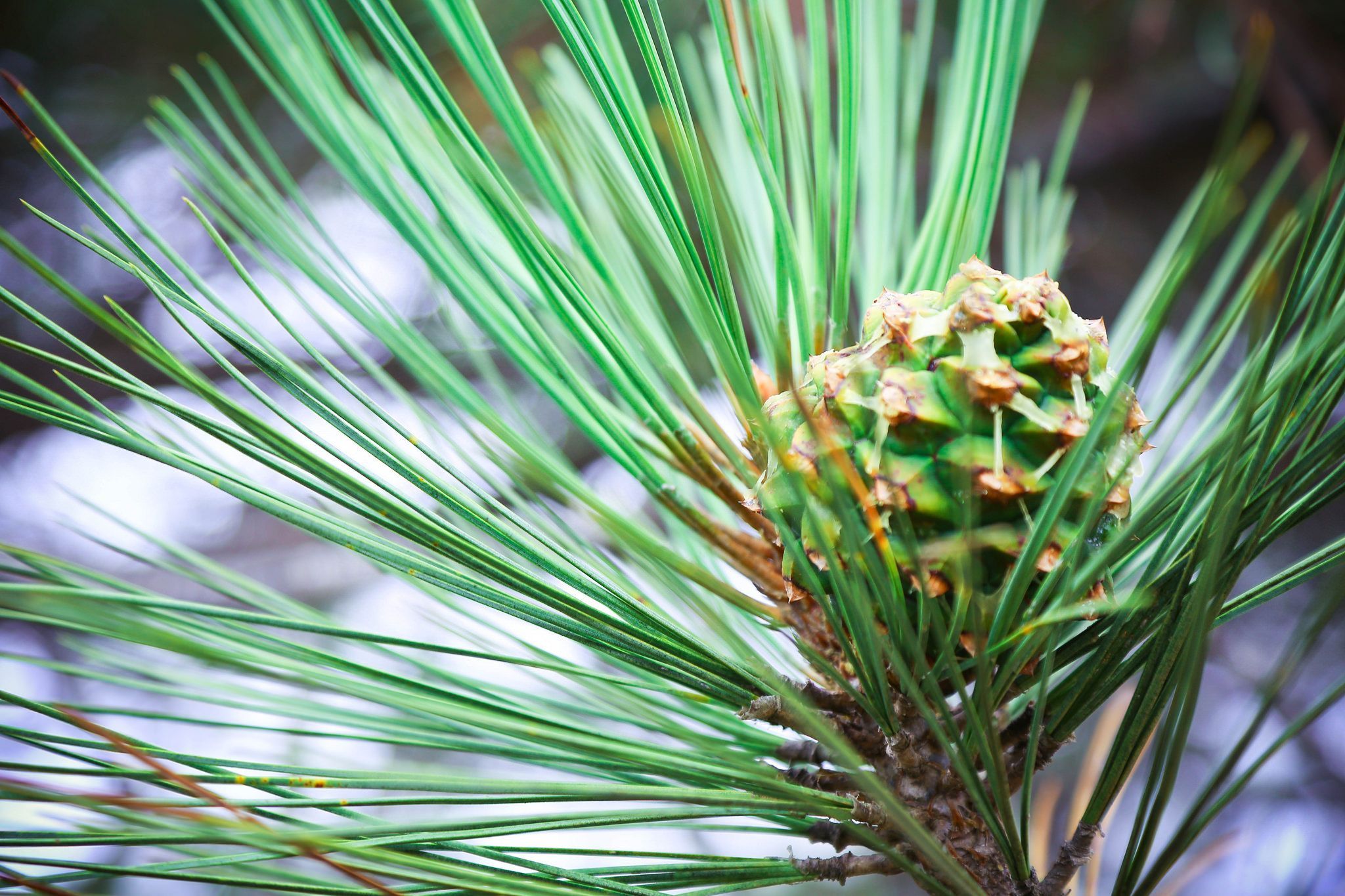 Pine of plinko 2